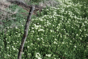 hoary cress, whitetop (Cardaria spp.)
